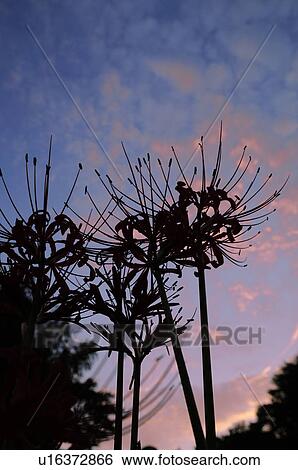 Stock Photograph - Red spider lily, Japan. Fotosearch