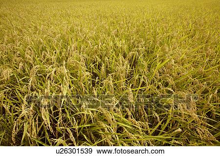 Stock Photo - Rice crop, Chiba Prefecture, Honshu, Japan. Fotosearch