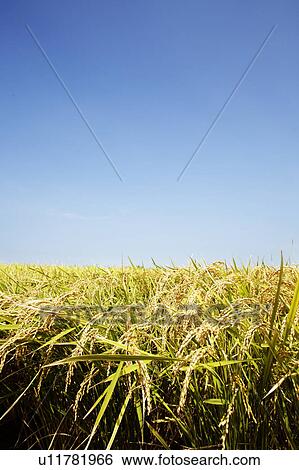 Stock Photograph - Rice crop, Chiba Prefecture, Honshu, Japan. Fotosearch