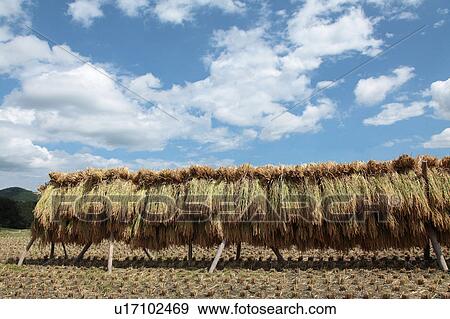 Rice Drying in Field View Large Photo Image Stock Photo - Rice Drying in Field. Fotosearch