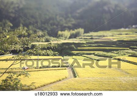 Stock Image - Rice Paddies. Fotosearch