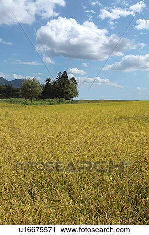 Stock Image - Rice Paddy. Fotosearch