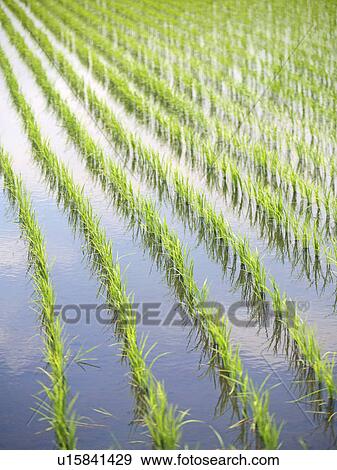 Stock Photo - Rice Paddy. Fotosearch