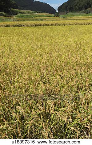 Rice Paddy View Large Photo Image Stock Photograph - Rice Paddy. Fotosearch