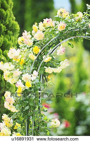 Rose Arch View Large Photo Image Stock Image - Rose Arch. Fotosearch