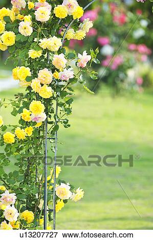 Rose Arch View Large Photo Image Stock Photo - Rose Arch. Fotosearch