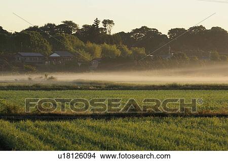 Rural scene in the morning, Chiba Prefecture, Japan View Large Photo Image Picture - Rural scene in the morning, Chiba Prefecture, Japan. Fotosearch