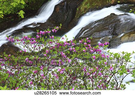 Ryuzu-no-taki and Rhododendron dilatatum, Tochigi Prefecture, Japan View Large Photo Image Stock Photography - Ryuzu-no-taki and Rhododendron dilatatum, Tochigi Prefecture, Japan. Fotosearch