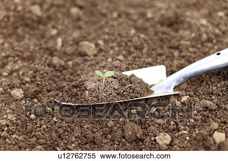Stock Photography - Sapling. Fotosearch