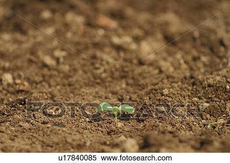 Stock Photography - Sapling. Fotosearch