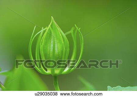Scarlet Rose Mallow (Hibiscus coccineus )'s bud, Japan View Large Photo Image Stock Photo - Scarlet Rose Mallow (Hibiscus coccineus )'s bud, Japan. Fotosearch