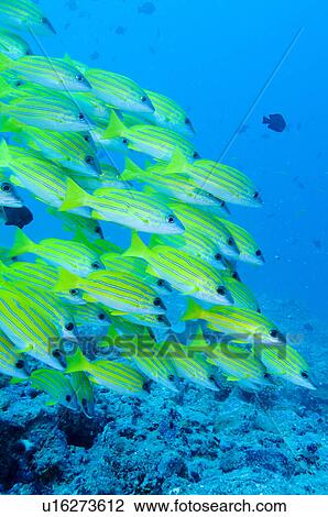 School of Blue Striped Snappers View Large Photo Image Stock Image - School of Blue Striped Snappers. Fotosearch