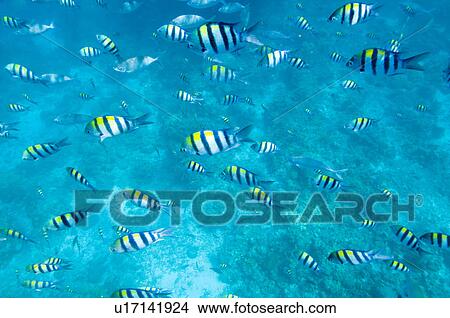 School of Manini View Large Photo Image Picture - School of Manini. Fotosearch