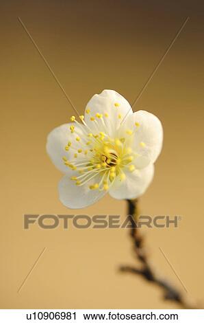 Single Plum Flower View Large Photo Image Stock Image - Single Plum Flower. Fotosearch