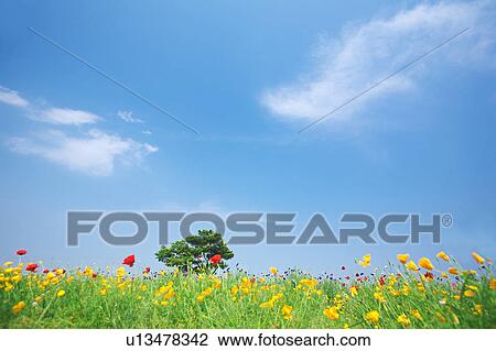 Single Tree in Poppy Field View Large Photo Image Stock Image - Single Tree in Poppy Field. Fotosearch