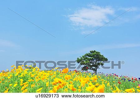 Single Tree in Poppy Field View Large Photo Image Stock Image - Single Tree in Poppy Field. Fotosearch