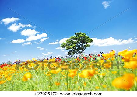Single Tree in Poppy Field View Large Photo Image Stock Image - Single Tree in Poppy Field. Fotosearch