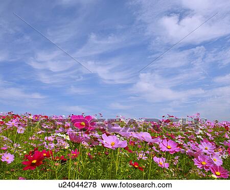 Stock Photo - Sky and Cosmos Flowers. Fotosearch
