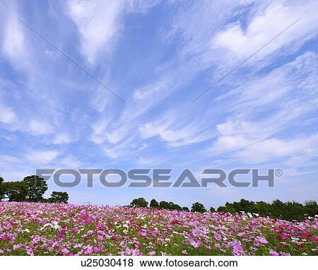 Sky and Cosmos Flowers View Large Photo Image Stock Photo - Sky and Cosmos Flowers. Fotosearch