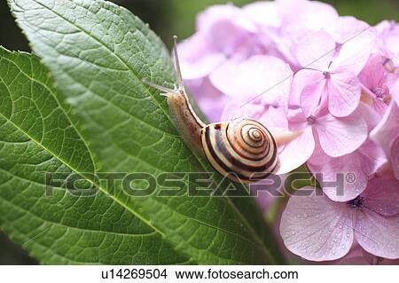 Snail and Hydrangea View Large Photo Image Picture - Snail and Hydrangea. Fotosearch