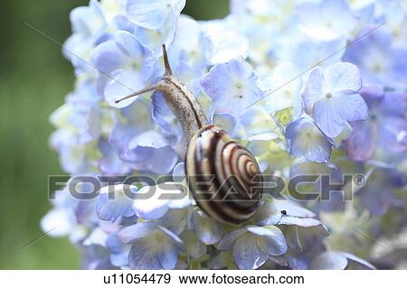 Stock Photo - Snail on Hydrangea. Fotosearch