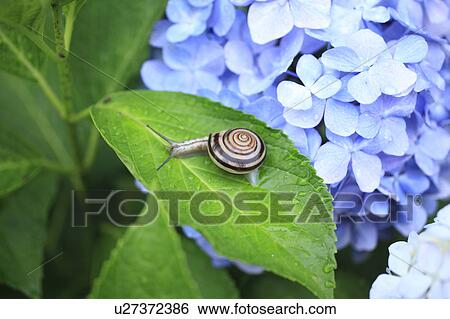 Stock Photograph - Snail on Hydrangea. Fotosearch