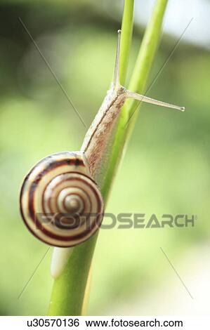 Snail on Stem View Large Photo Image Stock Photograph - Snail on Stem. Fotosearch