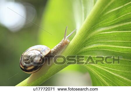 Snail View Large Photo Image Stock Image - Snail. Fotosearch