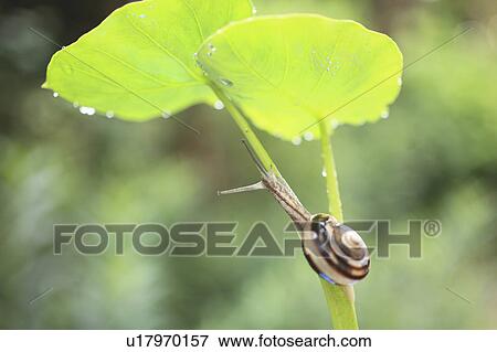 Snail View Large Photo Image Stock Photo - Snail. Fotosearch