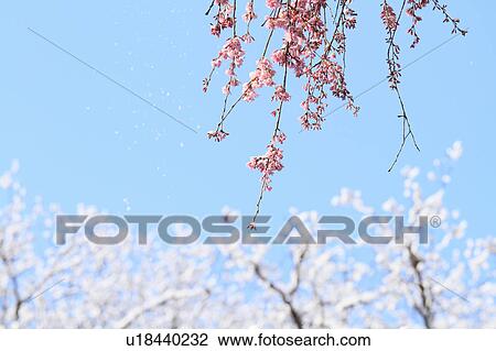 Stock Image - Snow on plum blossoms. Fotosearch
