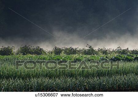 Spring onion field, Chiba Prefecture, Japan View Large Photo Image Stock Photo - Spring onion field, Chiba Prefecture, Japan. Fotosearch