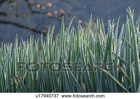 Stock Photo - Spring onion field, Chiba Prefecture, Japan. Fotosearch