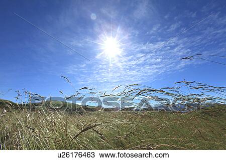 Sun Over Japanese Pampas Grass View Large Photo Image Stock Image - Sun Over Japanese Pampas Grass. Fotosearch