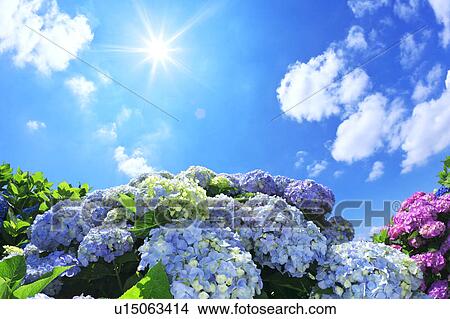 Picture - Sun Shining Over Hydrangea Flowers. Fotosearch