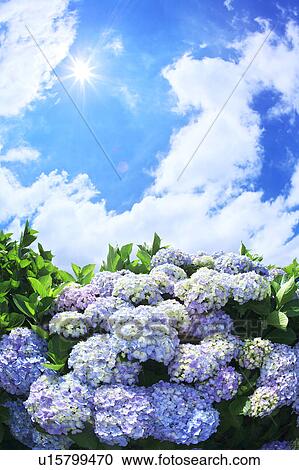 Sun Shining Over Hydrangea Flowers View Large Photo Image Stock Image - Sun Shining Over Hydrangea Flowers. Fotosearch