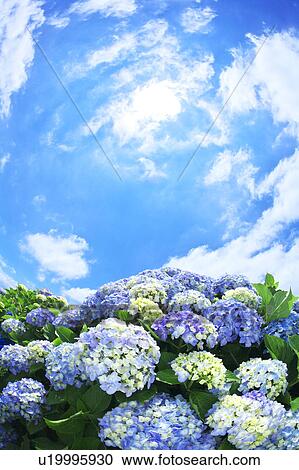 Stock Image - Sun Shining Over Hydrangea Flowers. Fotosearch