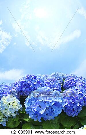 Sun Shining Over Hydrangea Flowers View Large Photo Image Stock Image - Sun Shining Over Hydrangea Flowers. Fotosearch