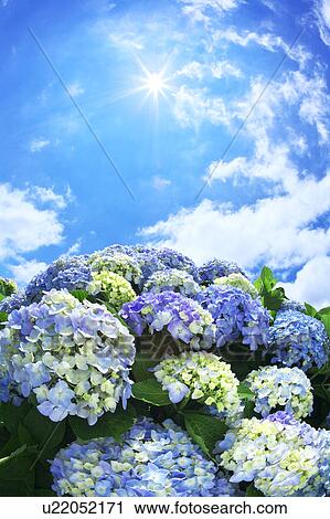 Sun Shining Over Hydrangea Flowers View Large Photo Image Stock Image - Sun Shining Over Hydrangea Flowers. Fotosearch