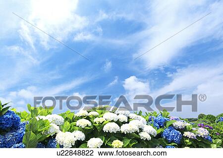 Stock Image - Sun Shining Over Hydrangea Flowers. Fotosearch