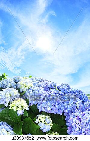 Stock Image - Sun Shining Over Hydrangea Flowers. Fotosearch