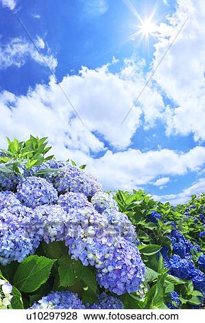 Sun Shining Over Hydrangea Flowers View Large Photo Image Stock Photo - Sun Shining Over Hydrangea Flowers. Fotosearch