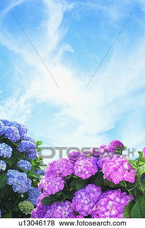 Stock Photo - Sun Shining Over Hydrangea Flowers. Fotosearch