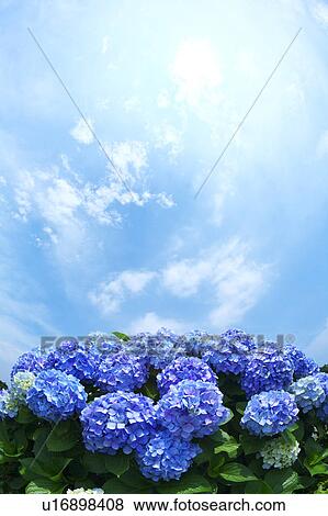 Sun Shining Over Hydrangea Flowers View Large Photo Image Stock Photo - Sun Shining Over Hydrangea Flowers. Fotosearch