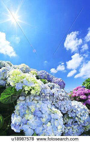 Sun Shining Over Hydrangea Flowers View Large Photo Image Stock Photo - Sun Shining Over Hydrangea Flowers. Fotosearch