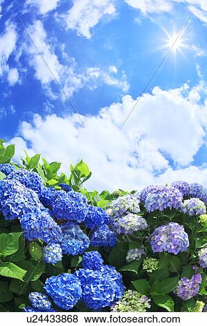 Stock Photo - Sun Shining Over Hydrangea Flowers. Fotosearch