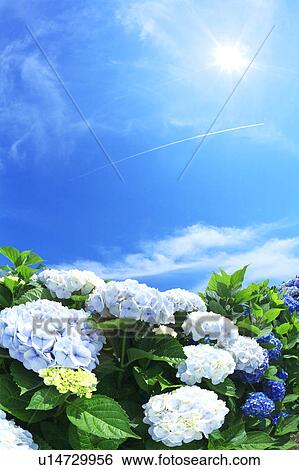 Sun Shining Over Hydrangea Flowers View Large Photo Image Stock Photograph - Sun Shining Over Hydrangea Flowers. Fotosearch