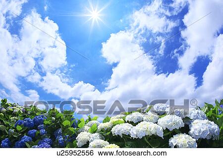 Sun Shining Over Hydrangea Flowers View Large Photo Image Stock Photograph - Sun Shining Over Hydrangea Flowers. Fotosearch