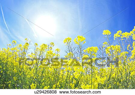 Stock Photo - Sun Shining Over Oilseed Rape Field. Fotosearch
