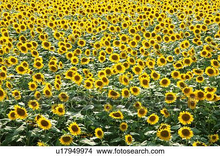 Sunflower Field View Large Photo Image Picture - Sunflower Field. Fotosearch