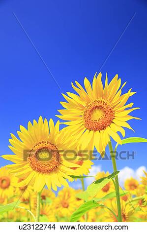 Picture - Sunflower, Nagano Prefecture, Japan. Fotosearch